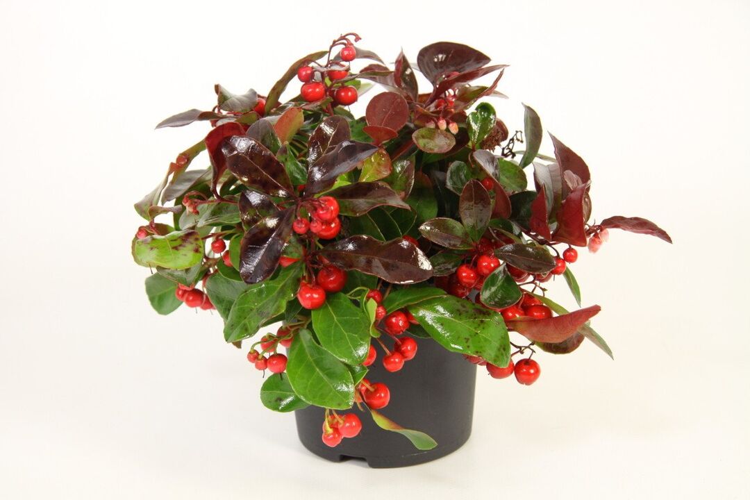 Wintergreen je glavna sestavina Osteflexa